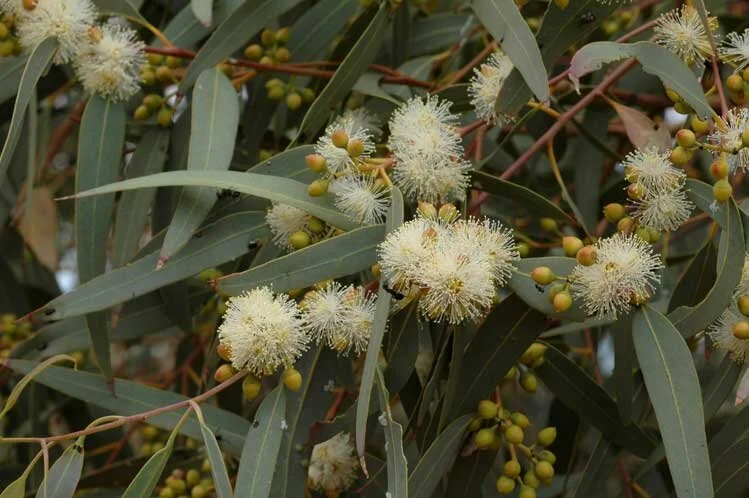 Eucalyptus Camaldulensis