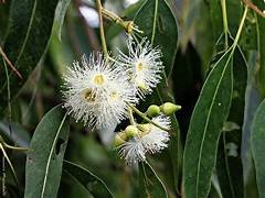 Eucalyptus Grandis