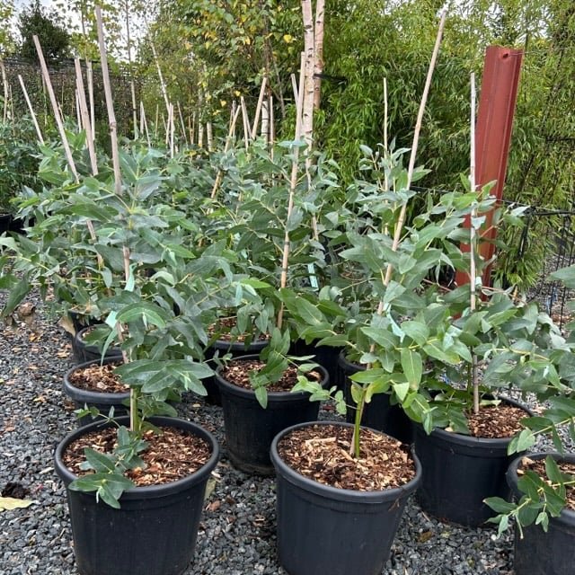 Eucalyptus Nitens