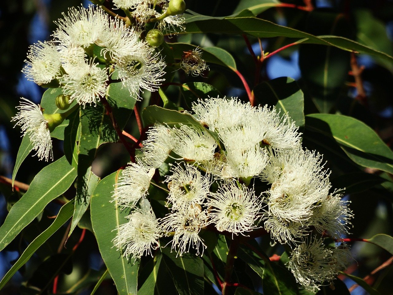 Eucalyptus Urophylla
