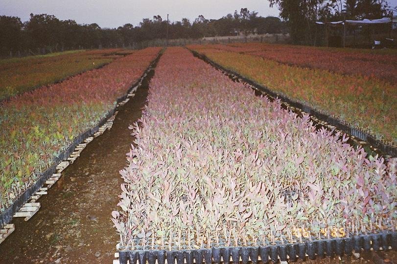 Eucalyptus plantation growth progress