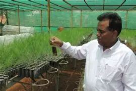 Eucalyptus plant care and research