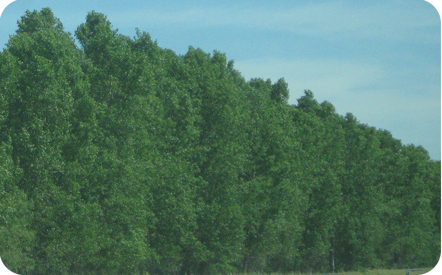 Rows of healthy Poplar saplings in nursery